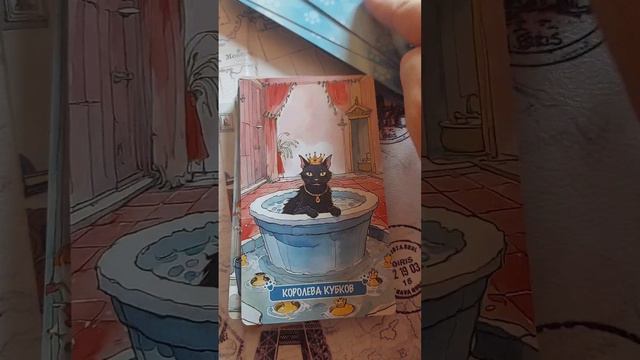 Котики Тарограда.mp4