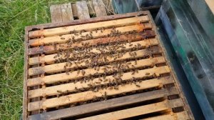 Episode 18 - My First Nucleus - They Have Found The Heather #BEES #BEEHIVE #HEATHER #HONEY