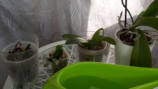 Полив 2 в 1 Гнили НЕТ❗ Корни ЛЕЗУТ из ГОРШКА ШИКАРНЫЕ/ Здоровые орхидеи смотреть онлайн