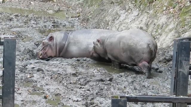 #1-5 Dec 2013 Hippo family at Nagasaki BioPark, Nagasaki, Japan смотреть онлайн