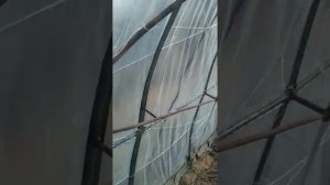 Парник пленка ,ветрозащита