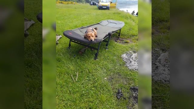 собака-барабака смотреть онлайн