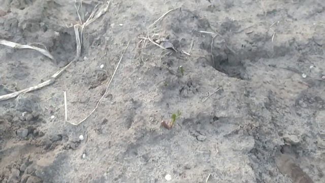 Эксперимент продолжается. Зимнее укоренение черенков роз без бутылки.