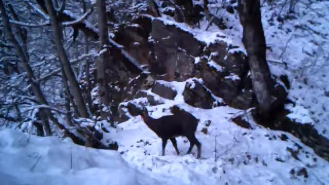 არჩვი თუშეთის ეროვნულ პარკში | Tusheti National Park смотреть онлайн