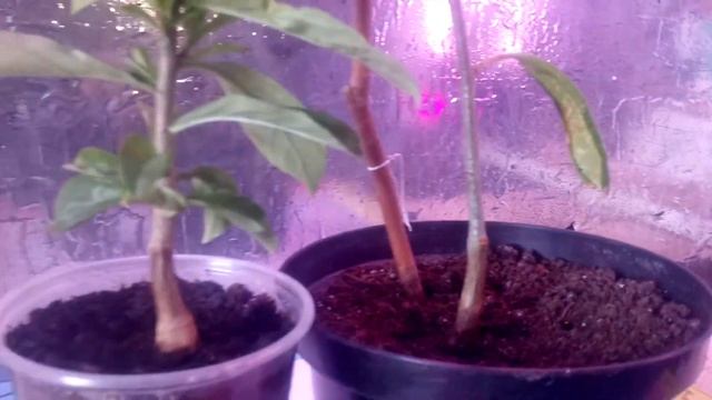 Баобаб,Адансония пальчатая(Adansonia digitata) смотреть онлайн