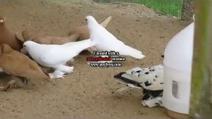 армавирские голуби