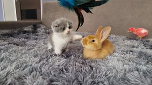 Котенок знакомится с кролики ? Это так мило!