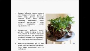 ДАВАЛЛИЯ