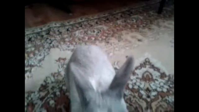 Маленькие радости! смотреть онлайн