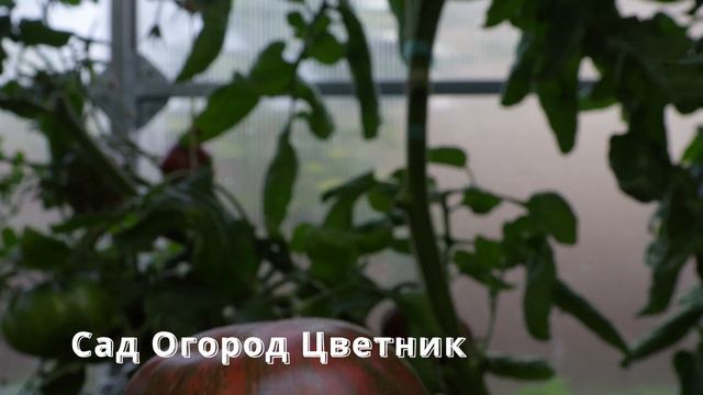 250 Кровавая луна blood Moon Видеообзор экзотических томатов  Сорттомат