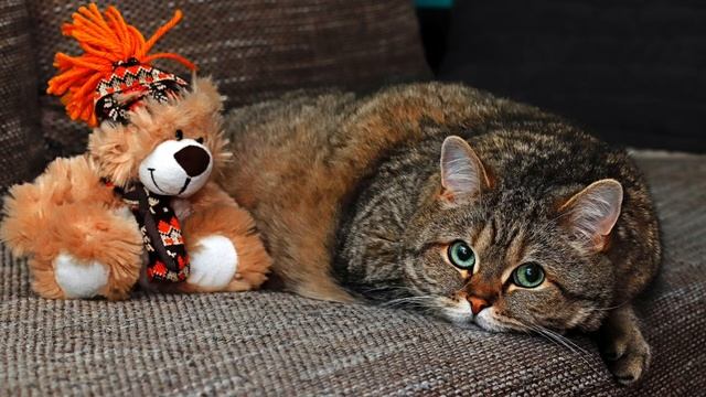 Сказка для малышей Ухти – Тухти. смотреть онлайн