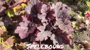 Осенний окрас листьев гейхера сорт Spellbound