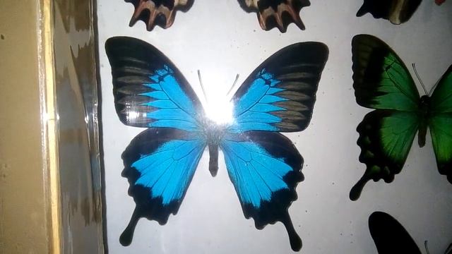 Самые дорогие Бабочки в моей коллекции. И Махаон. смотреть онлайн