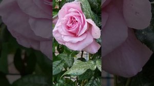 По прозьбам ,Роза" OUR LAST SUMMER "
