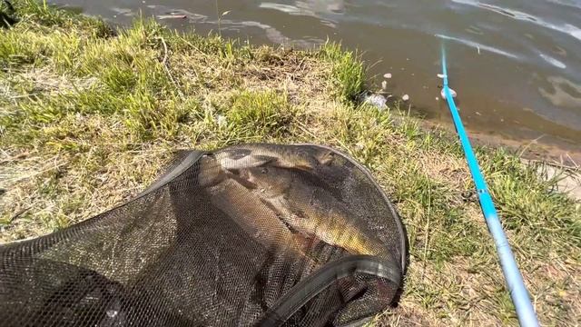18.06 Рк Фишка Данилово, ловля карпа, карповая рыбалка, зарыбление водоемов, платник