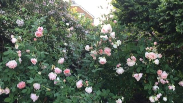 РОЗА-ОЧАРОВАНИЕ . Лучшая английская роза в моем саду. Rosa William Morris