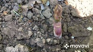 #спаржа #спаржа_в_огороде  Как растёт спаржа.