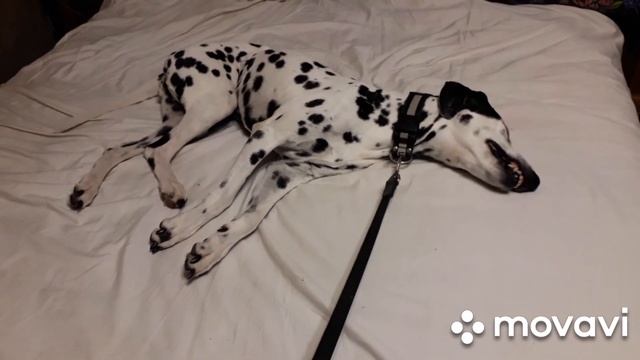 Понедельник-день тяжелый или кто-то обнаглел?Далматин Шера. смотреть онлайн