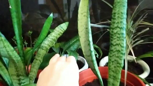 VLOG:Наше утро. Пересаживаю цветы.Покупки продуктов. Ужин от мужа. (5.09.20) смотреть онлайн