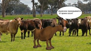 Бык тупогуб  (скороговорка) Бык на расслабоне)) Прикол смотреть всем!!!