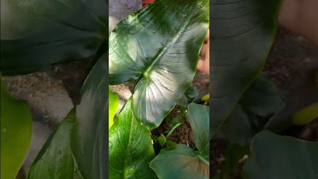 #shortsvideo The Amazingly Beautiful, white Calla lily Garden Green🌼