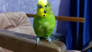 Птичкины красавчики попугайчики