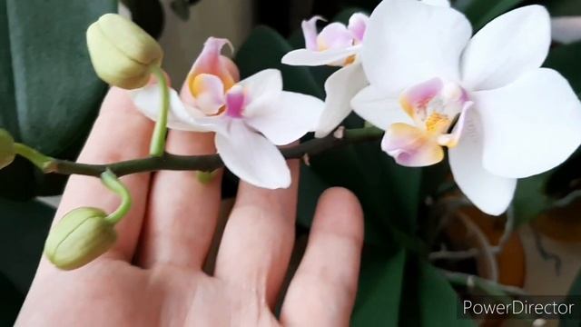 Орхидеи: Интересный окрас! ?БАБУЛЕТКА не Равелло?? (15 января 2021г.) смотреть онлайн