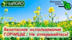 АЗБУКА СИДЕРАТОВ. Ч.1. Горчица - идеально перед и после картофеля. Оздоровление почвы без перекопки.