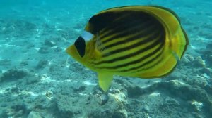 ЕГИПЕТ |  Из отеля Dive Inn Resort на бухту Рас Ум Сид  | Шарм-Эль-Шейх