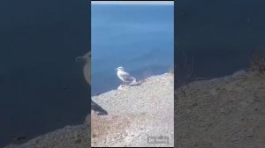 Евгений Мартынов - Чайки над водой