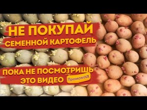 Доставка Семенного Картофеля Почтой и Курьером: что важно знать?!