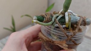 Фунгицид Стрекар КС против пятен на листьях катасетумов. Мой опыт применения.