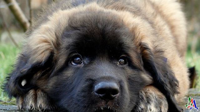ВОЛЧИЦА отдавала волчат  На это у нее были причины