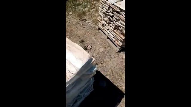 Златолит галтованный смотреть онлайн