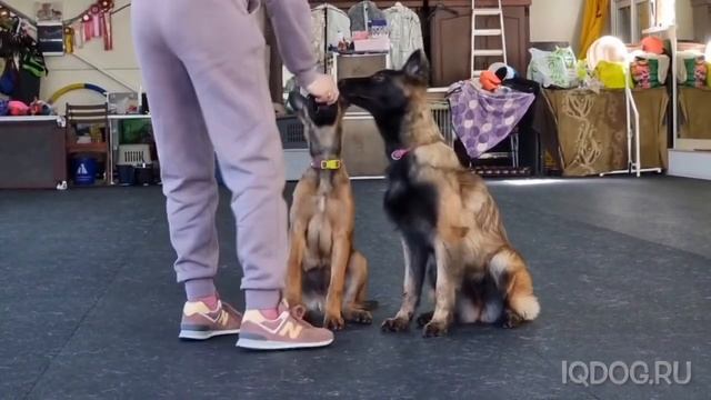 Дрессировка собак. Воспитание щенка. Малинуа NikitA 5,5 мес и Малинуа Танго 3,5 мес. смотреть онлайн