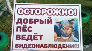 Испытание для кислородного очистителя.Грибы во дворе.Жаркий сентябрь.15.09.23.