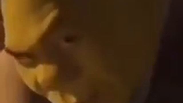 Шрек смотрит в камеру под рок мем