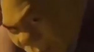 Шрек смотрит в камеру под рок мем