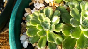 #Echeveria Paula fácil cultivo e dicas de cultivo venha conhecer...