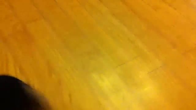 Пти брабансон и чихуахуа