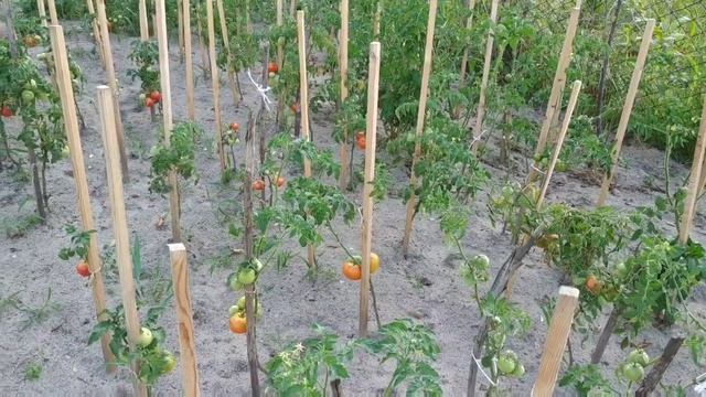 Обработка томатов раствором сыворотки. Защита от фитофторы. Какой получился результат??? смотреть онлайн