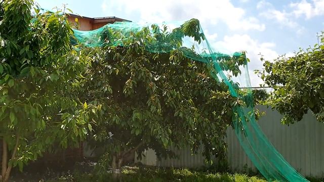 Установка Сетки от птиц на дерево черешни смотреть онлайн