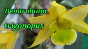 Dendrobium trigonopus. Описание и уход