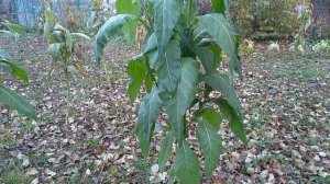 Tobacco froze Growth stopped / Табак после ночного заморозка