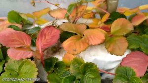 ТЕПЛИЦА ДЛЯ КЛУБНИКИ/ЗИМОВКА.Клубника в декабре в теплице.