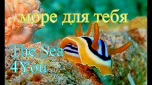 Море для тебя/The Sea 4You