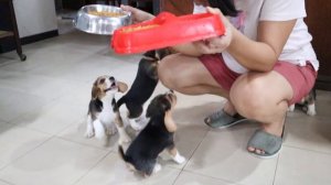 Beagle Puppies following their human!