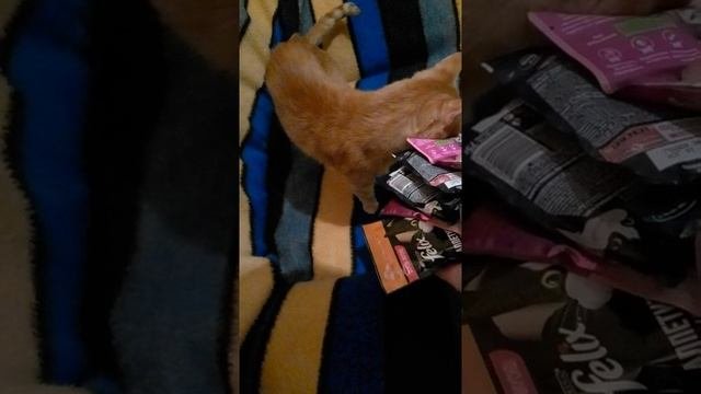 Какой пакетик открыть?