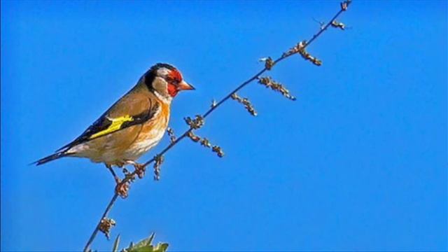 A. Vivaldi: Il Gardellino, Op. 10 n. 3 - Concerto for flute, strings & b.c. in D major (RV 428) смотреть онлайн