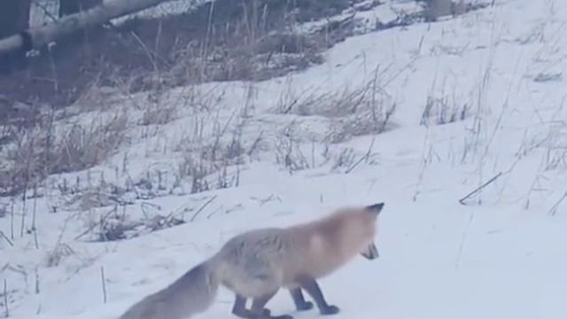 смеемся!!!!! смотреть онлайн